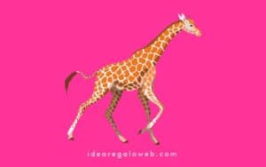 Idee regalo Giraffa 800x500