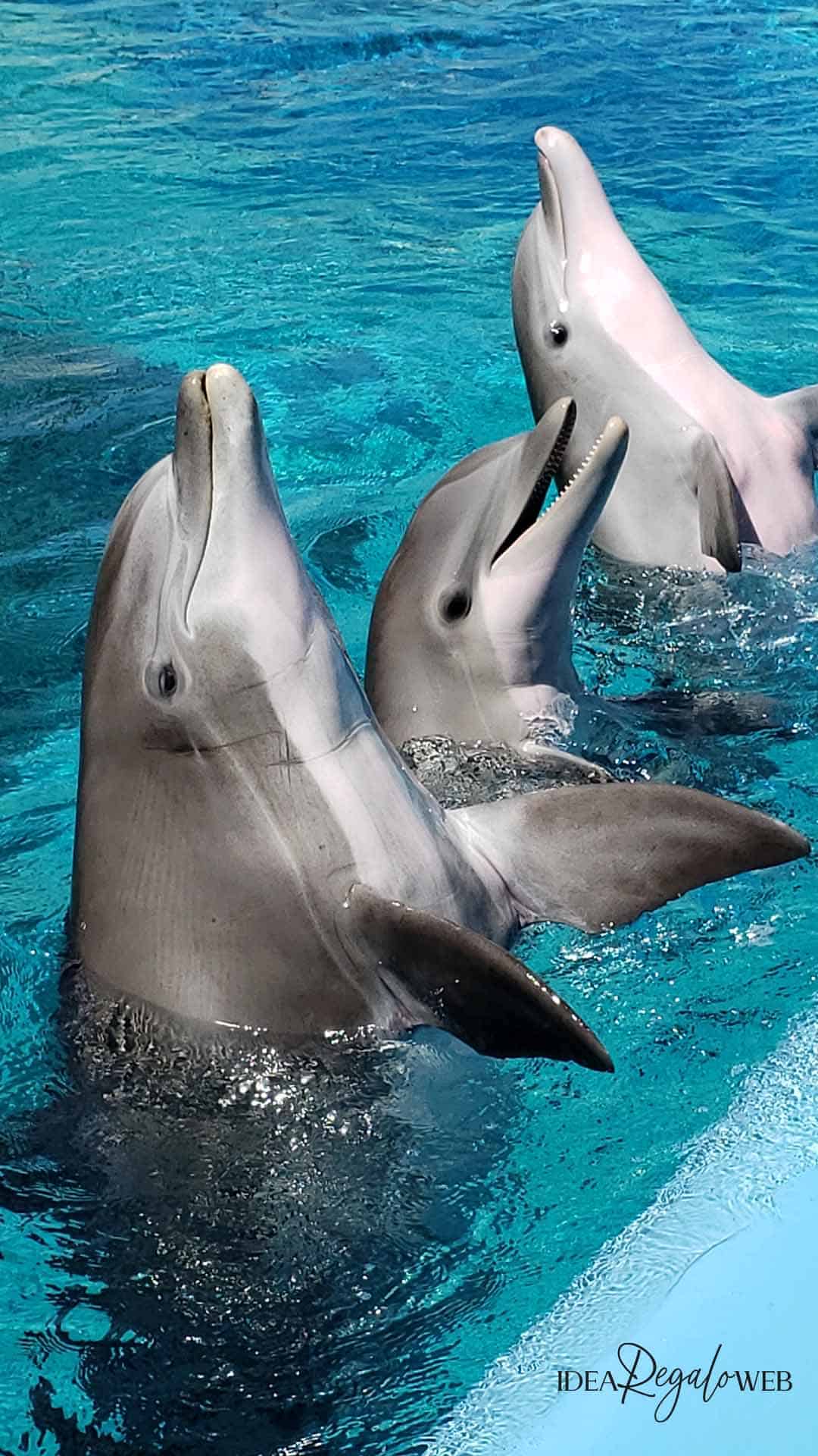 Idee regalo delfino - VETRINA - 1080x1920 idearegaloweb